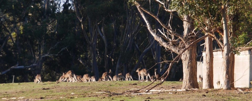 Kangaroos at Tolka Cottage