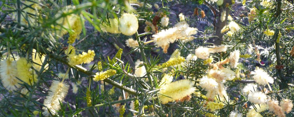 Native flowers at Tolka Cottage