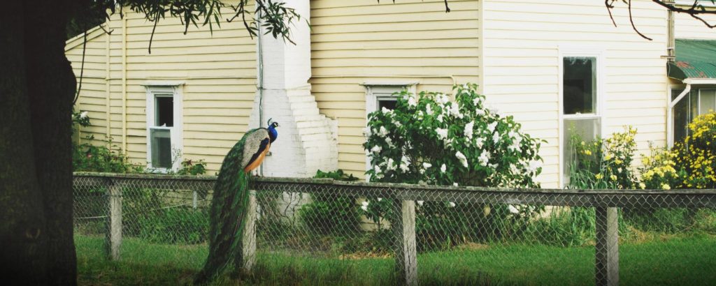 Peacock outside Tolka Cottage