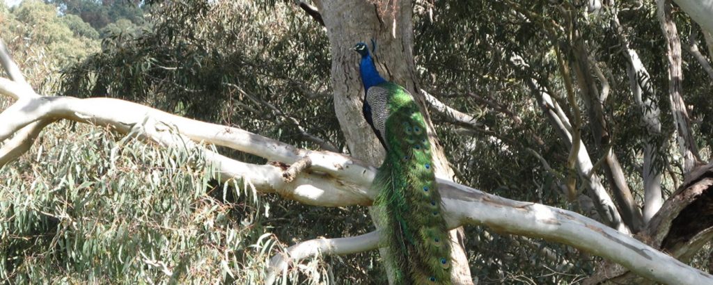 Peacock in gum tree at Tolka Cottage