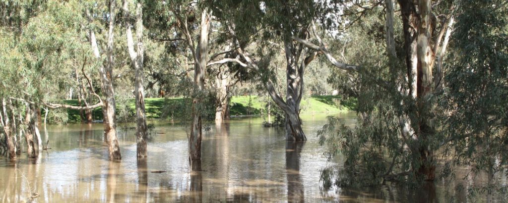 Billabong near Tolka Cottage